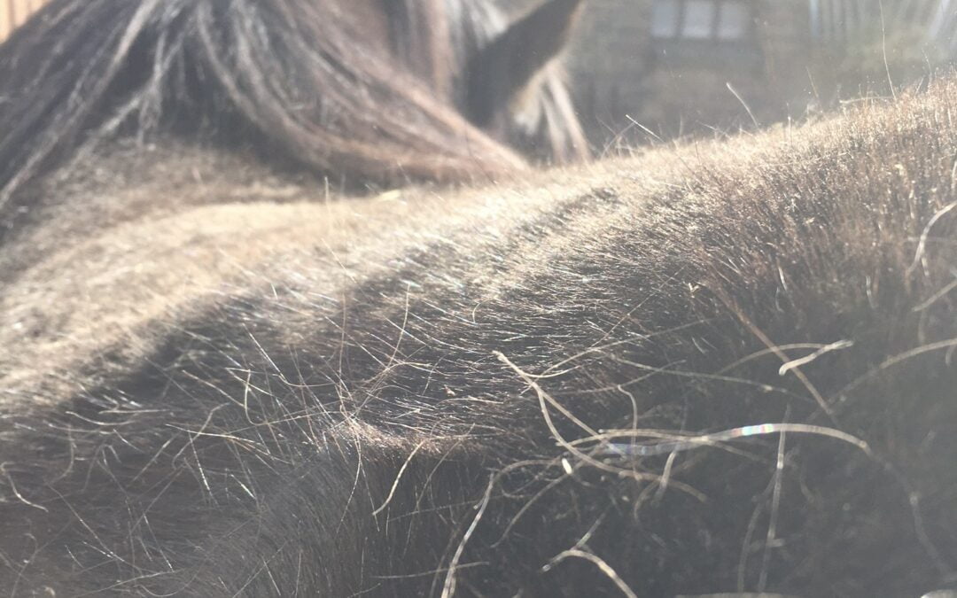 De kracht van paardencoaching