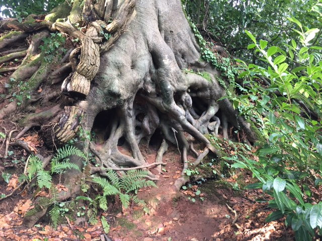 Yoga Nidra | 30 minutes | Grounding Practice | Gentle Forest Sounds | Female Voice