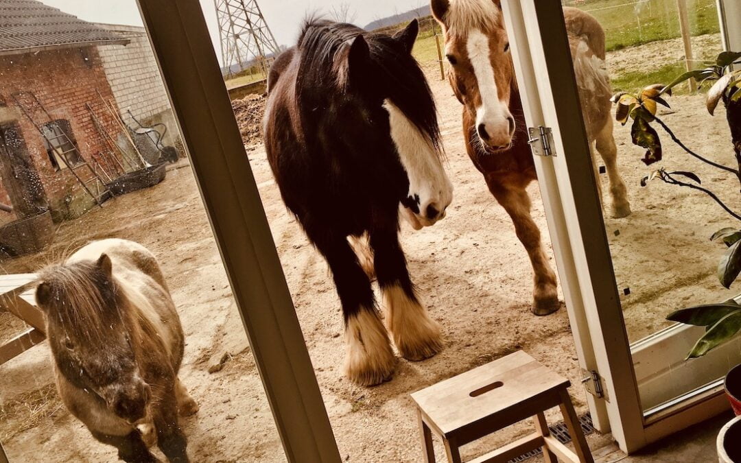 De kracht van paardencoaching: Lichaamswijsheid